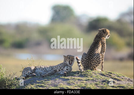 Männlichen und Weiblichen Geparden (Acinonyx jubatus) auf termitenhügel Hill im Morgenlicht im Moremi Nationalpark (2. Brücke), Botswana Stockfoto