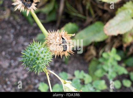 Thorn Apple Weed Datura Stramonium Pflanze im Herbst. Weitere Trivialnamen sind Jimson Unkraut oder Schlinge des Teufels. Stockfoto