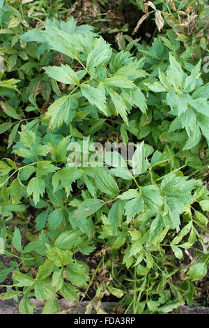 Liebe Petersilie Levisticum Officinale Pflanze im Gemüsegarten, Schweden. Stockfoto