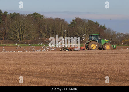 Schwarzkopfmöwe (Chroicocephalus ridibundus) nach Traktor Stockfoto