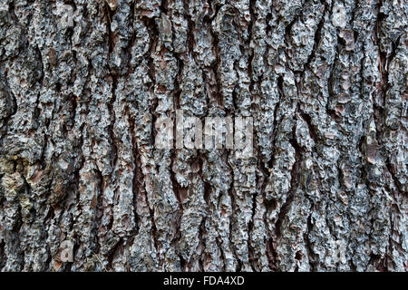 Pinus Lambertiana. Zucker-Kieferrinde Stockfoto