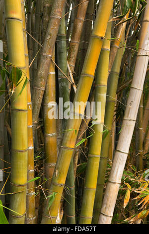 Mauritius, Mahebourg, großen Bambus in Biscuiterie Rault Maniok Tapioka Biscuit Factory Garten Stockfoto