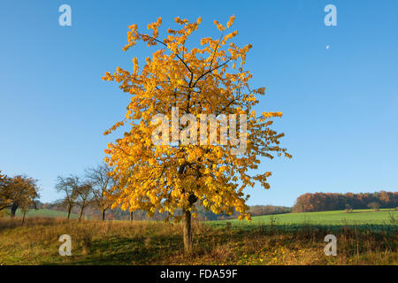 Wildkirsche (Prunus Avium), Obstgarten im Herbst, Thüringen, Deutschland Stockfoto