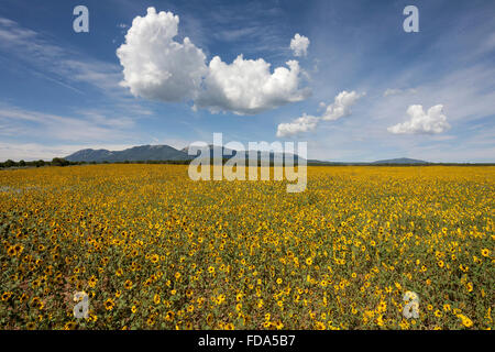 Feld mit Prärie Sonnenblumen (Helianthus Kletter), cloud-Formationen, Utah, USA Stockfoto