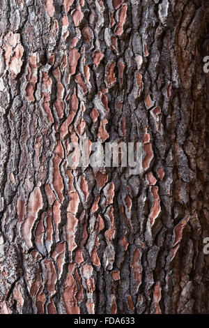 Pinus Pinaster. Seekiefer Baumrinde Stockfoto