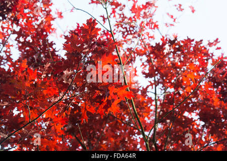 Quercus Rubra. Red Oak Leaf Baumkronen im Herbst Farbwechsel. UK Stockfoto