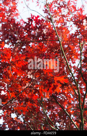 Quercus Rubra. Red Oak Leaf Baumkronen im Herbst Farbwechsel. UK Stockfoto