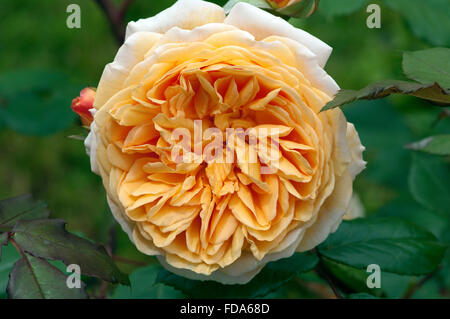 Englische Rose, Crown Princess Margaret rose Stockfoto