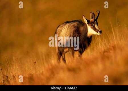 Gämse (Rupicapra Rupicapra), buck stehen in hohe Gräser, Wintermantel, Vogesen, Elsass, Lothringen, Frankreich Stockfoto