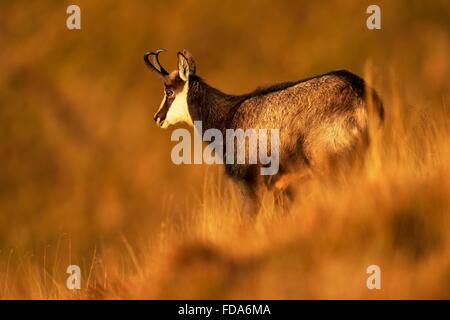 Gämse (Rupicapra Rupicapra), buck stehen in hohe Gräser, Wintermantel, Vogesen, Elsass, Lothringen, Frankreich Stockfoto