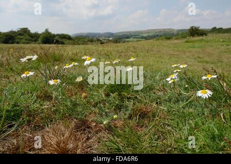 Englisch / Roman Chamomile (Chamaemelum Nobile) am streifte Heide, Corfe Common, Dorset, UK, Juli blühend. Stockfoto