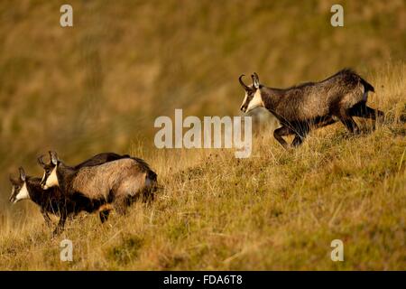 Gämse (Rupicapra Rupicapra), Spurrinnen Bock jagen tut, Vogesen, Elsass, Lothringen, Frankreich Stockfoto