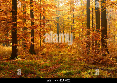 Sonnigen Buchenwald (Fagus SP.) im Herbst, Harz, Sachsen-Anhalt, Deutschland Stockfoto