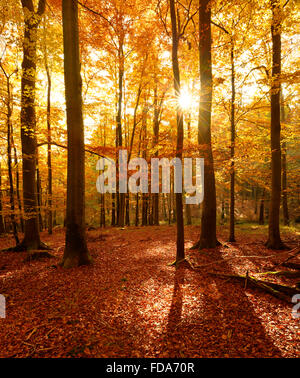 (Fagus SP.)-Buchenwald im Herbst, Sonnenstrahlen durch Bäume, Harz, Sachsen-Anhalt, Deutschland Stockfoto