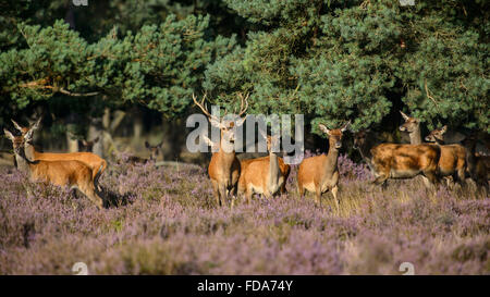 Herde von Rotwild, verlassen den Wald, um im Bereich der lila Heidekraut feed Stockfoto