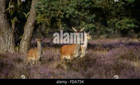 Red Deer Doe Mutter mit Kalb und ein-Jahr-alte Tochter in Blüte lila Heidekraut Stockfoto