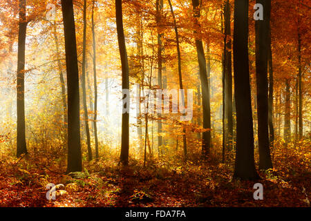 (Fagus SP.)-Buchenwald im Herbst, Sonnenstrahlen durch Bäume, Ziegelrodaer Forst, Sachsen-Anhalt, Deutschland Stockfoto