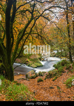 Herabstürzende Wasser mit Herbst Farben, Golitha Falls, Cornwall, UK Stockfoto