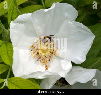 Strauchrose, Blanc double de Coubert Stockfoto