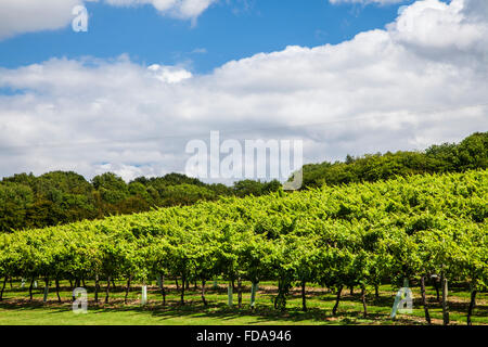 Biddenden Weinberge in Kent. Stockfoto