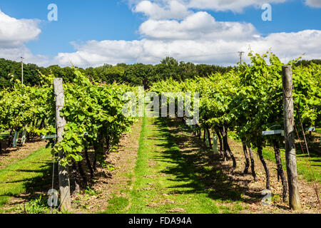 Biddenden Weinberge in Kent. Stockfoto