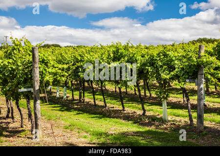 Biddenden Weinberge in Kent. Stockfoto