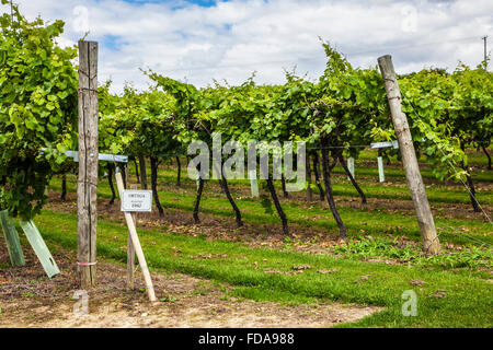 Biddenden Weinberge in Kent. Stockfoto