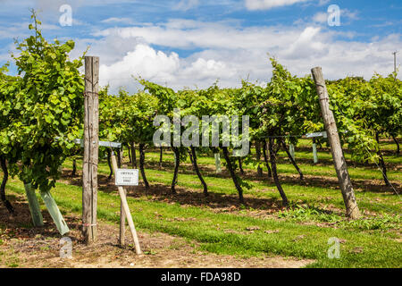 Biddenden Weinberge in Kent. Stockfoto