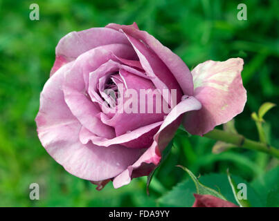 Zwergrose, Mini-Lavendel-Eis Stockfoto