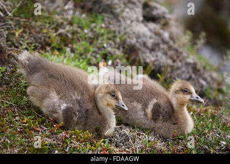 Isländischen Eider Entenküken. Paar auf dem Boden. Stockfoto