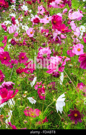 bunte bunte rosa weiße Kosmos Feldblumen Stockfoto