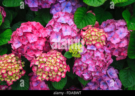 bunte Farbe Hydrangea Hortensia Blume blüht Stockfoto