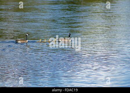 Eine Familie von Gänse schwimmen über den Fluss im Yellowstone National Park, Montana. Stockfoto