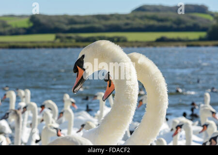 Ein paar Höckerschwäne durchführen, ein Ritual der Balz oder Paarung Tanz bei Abbotsbury Swannery, Dorset, England, UK Stockfoto