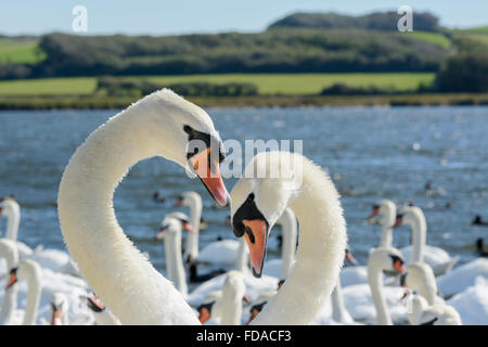 Ein paar Höckerschwäne durchführen, ein Ritual der Balz oder Paarung Tanz bei Abbotsbury Swannery, Dorset, England, UK Stockfoto