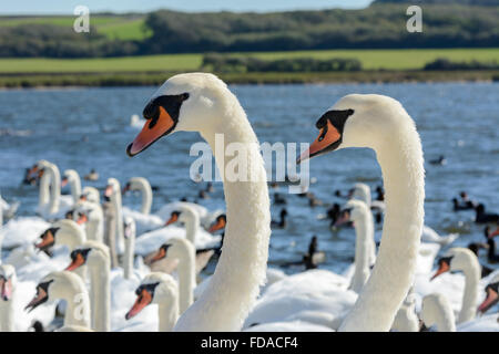 Ein paar Höckerschwäne durchführen, ein Ritual der Balz oder Paarung Tanz bei Abbotsbury Swannery, Dorset, England, UK Stockfoto