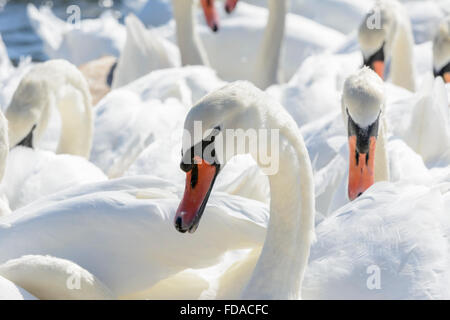 Nahaufnahme der Höckerschwäne an Abbotsbury Swannery, Dorset, England, UK Stockfoto