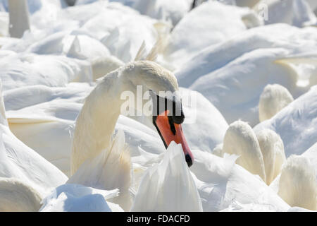 Nahaufnahme der Höckerschwäne an Abbotsbury Swannery, Dorset, England, UK Stockfoto