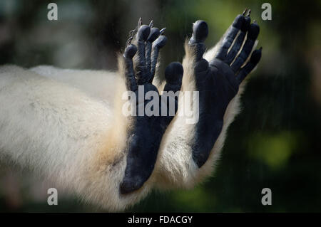 Füße von einem goldenen Wangen Gibbon-Affen gegen Glas gedrückt Stockfoto