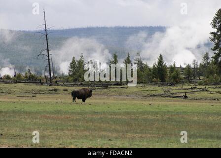 Frühling in den Yellowstone National Park mit vielen Amerikanischen Bisons oder Büffel roaming Park. Stockfoto