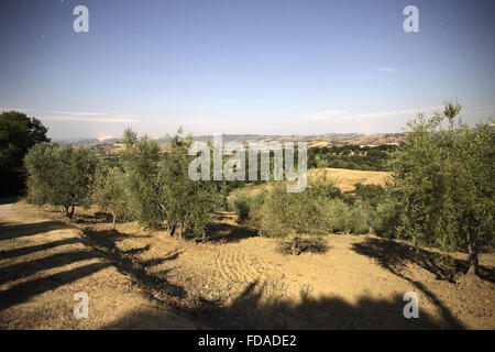 Scansano, Italien, Olivenhaine in der Toskana bei Vollmond Stockfoto