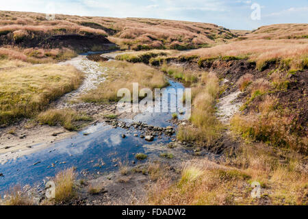 River Kinder fast ausgetrocknet im Sommer mit neuen Moor Gras und andere Vegetation nach moorland Regeneration, Kinder Scout, Peak District, England, Großbritannien Stockfoto