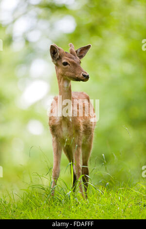 Damhirsch (Dama Dama), jungen Damhirsch mit Bastgeweih, Gefangenschaft, Bayern, Deutschland Stockfoto