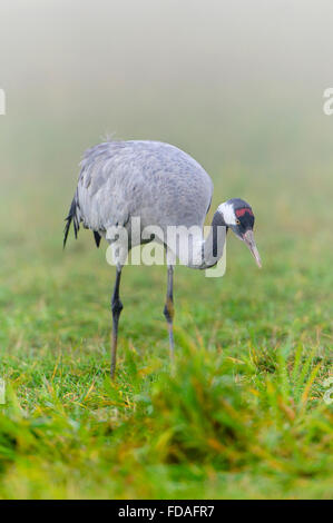Eurasischen oder gemeinsame Kranich (Grus Grus), Erwachsene im Morgennebel, Fischland-Darß-Zingst, Barhöft, Mecklenburg-Vorpommern Stockfoto