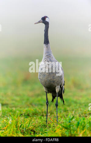 Eurasischen oder gemeinsame Kranich (Grus Grus), Erwachsene im Morgennebel, Fischland-Darß-Zingst, Barhöft, Mecklenburg-Vorpommern Stockfoto