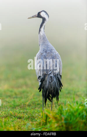 Eurasischen oder gemeinsame Kranich (Grus Grus), Erwachsene im Morgennebel, Fischland-Darß-Zingst, Barhöft, Mecklenburg-Vorpommern Stockfoto