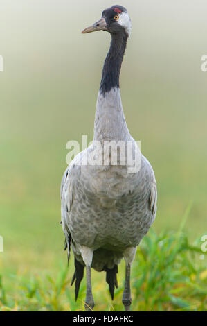 Eurasischen oder gemeinsame Kranich (Grus Grus), Erwachsene im Morgennebel, Fischland-Darß-Zingst, Barhöft, Mecklenburg-Vorpommern Stockfoto