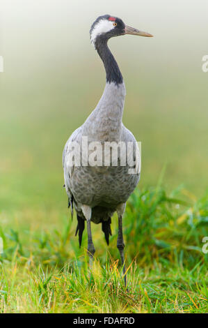 Eurasischen oder gemeinsame Kranich (Grus Grus), Erwachsene im Morgennebel, Fischland-Darß-Zingst, Barhöft, Mecklenburg-Vorpommern Stockfoto