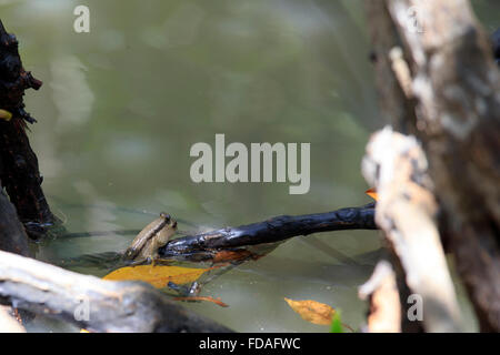 Porträt von blau gefleckte Schlamm Skipper in den Mangrovenwald am Stadtrand von Bangkok Stockfoto