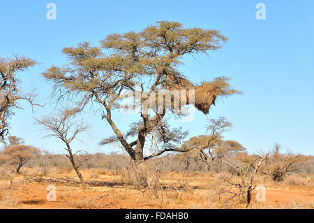 Camelthorn Baum mit geselligen Weaver Gemeinschaft nest Stockfoto